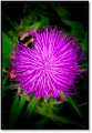 Thistle and Bee