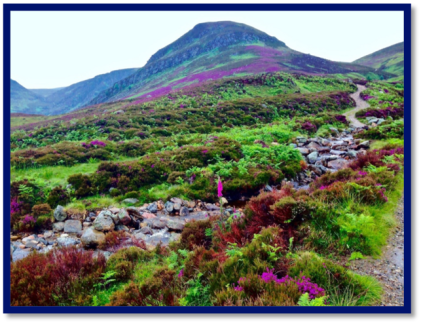 Heather in Glen Mark
